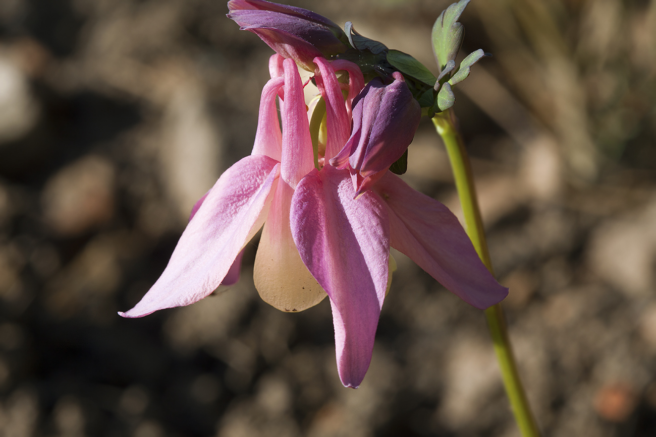 Изображение особи Aquilegia flabellata.