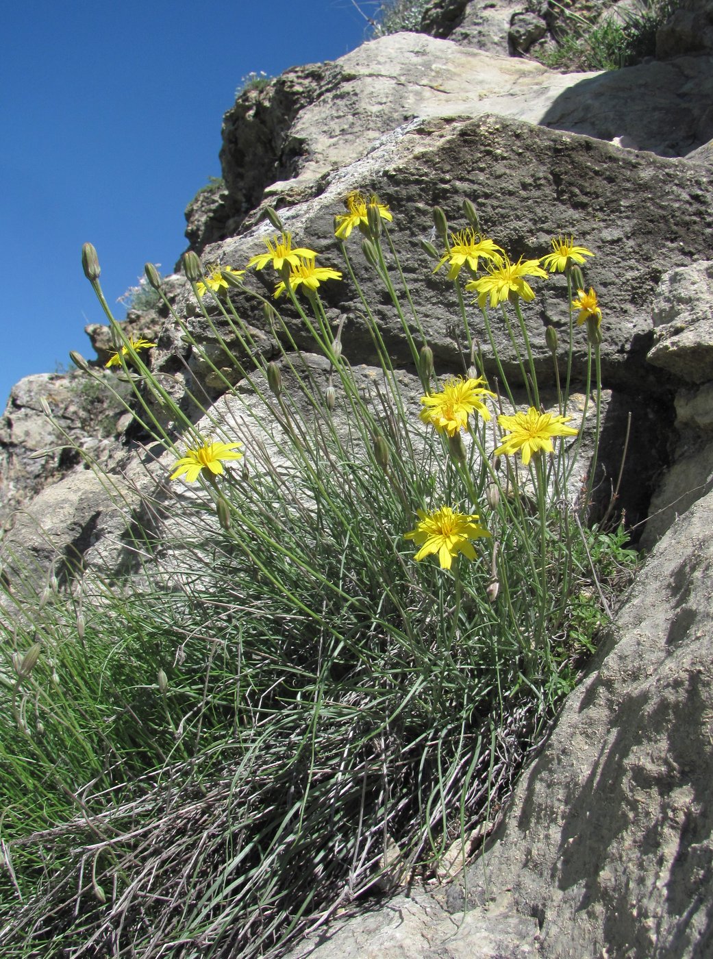 Изображение особи Scorzonera filifolia.