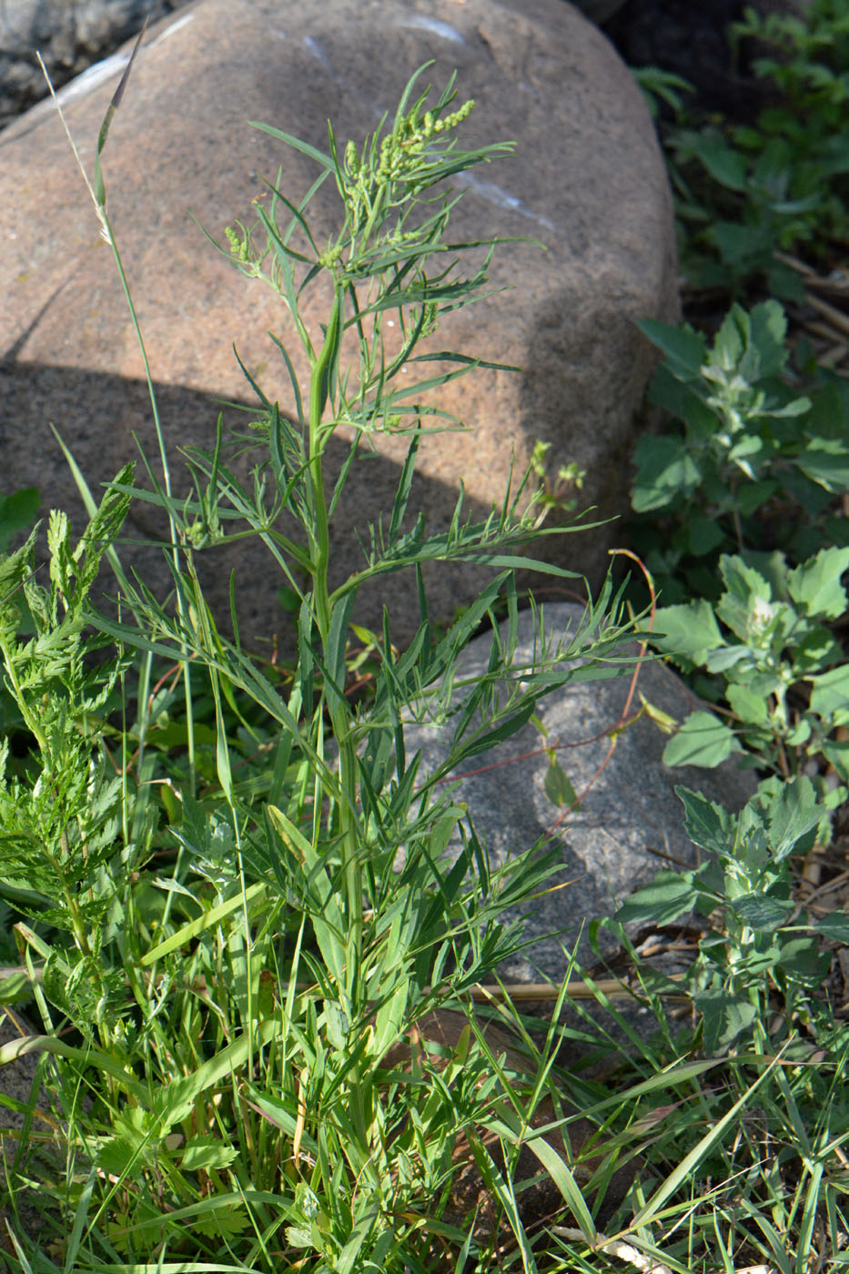 Изображение особи Atriplex littoralis.