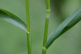 Elymus caninus