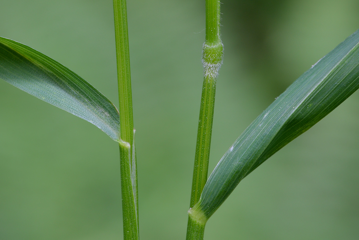 Изображение особи Elymus caninus.