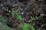 Geranium robertianum