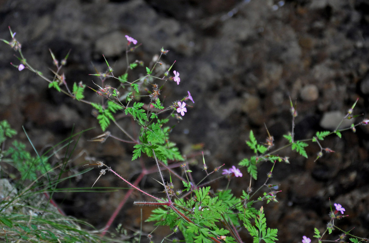 Изображение особи Geranium robertianum.