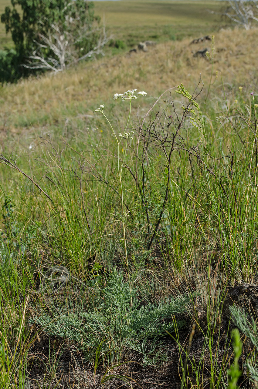 Image of Seseli ledebourii specimen.