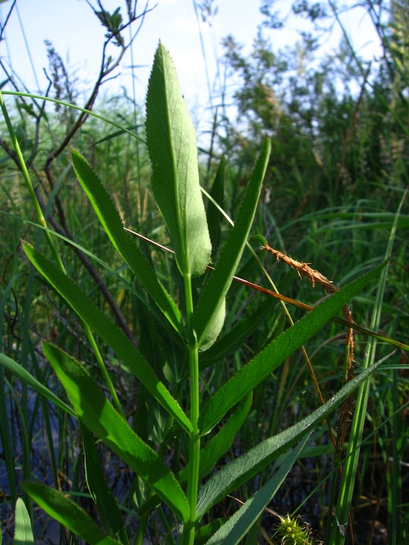 Изображение особи Sium latifolium.