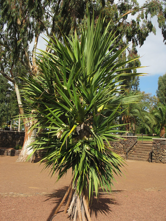 Image of genus Pandanus specimen.