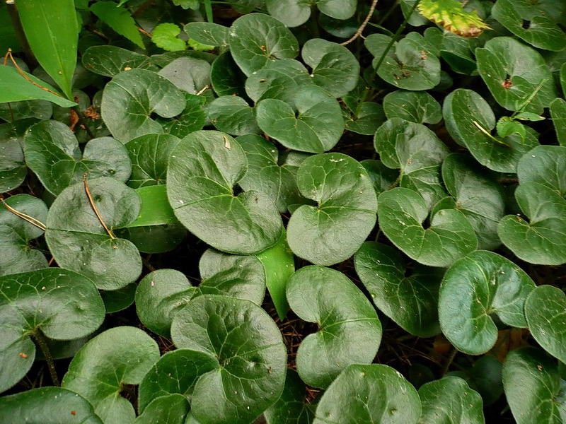 Image of Asarum europaeum specimen.