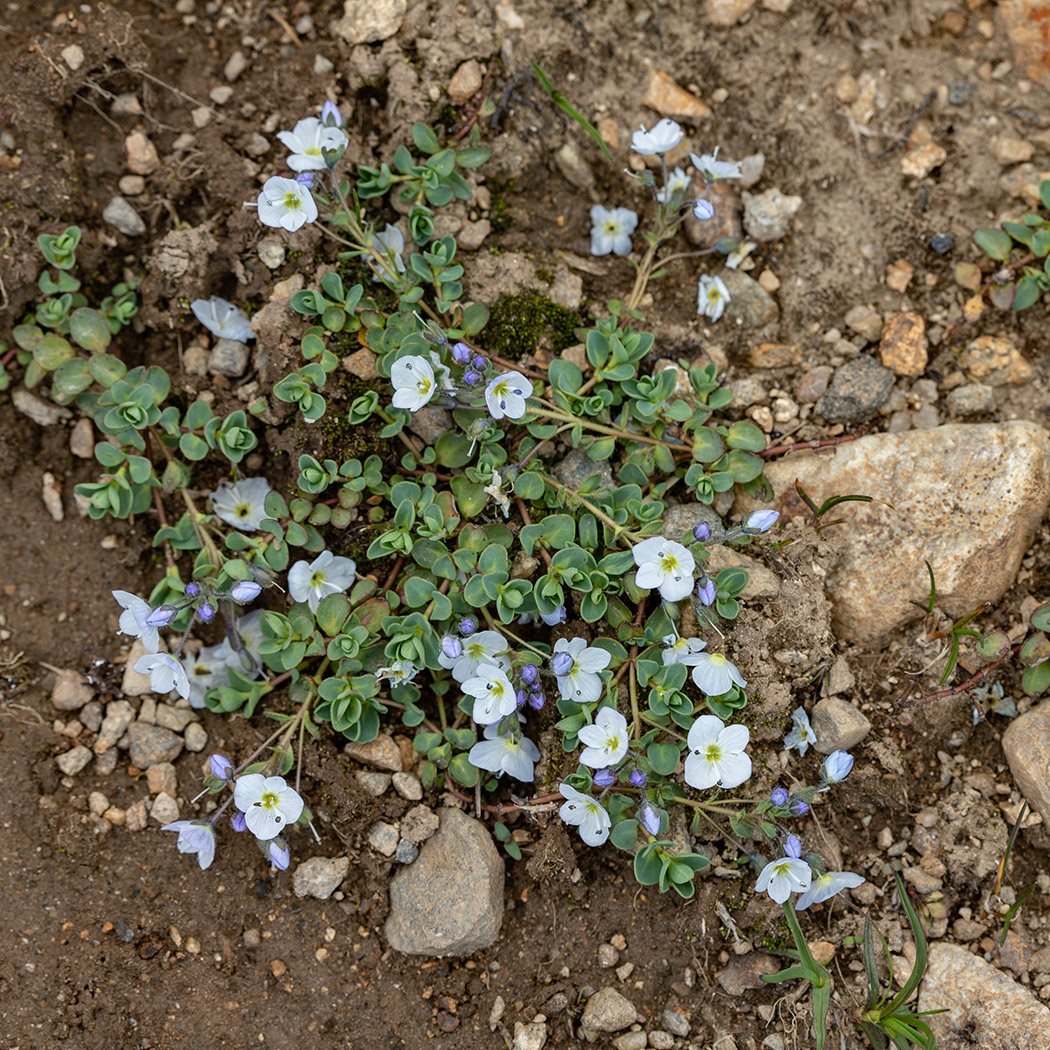 Image of Veronica glareosa specimen.