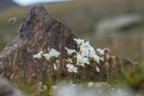 Saxifraga sibirica