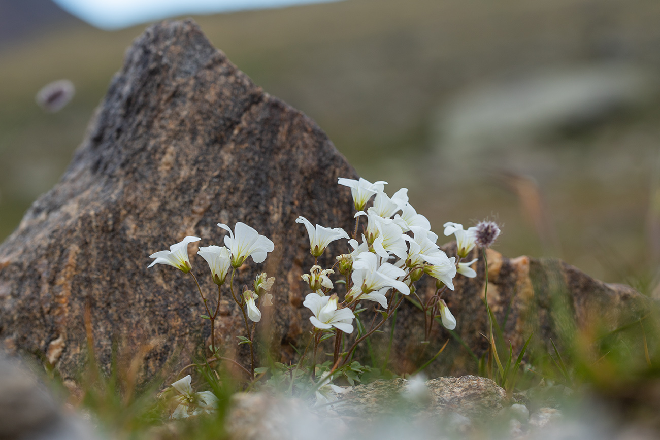 Image of Saxifraga sibirica specimen.