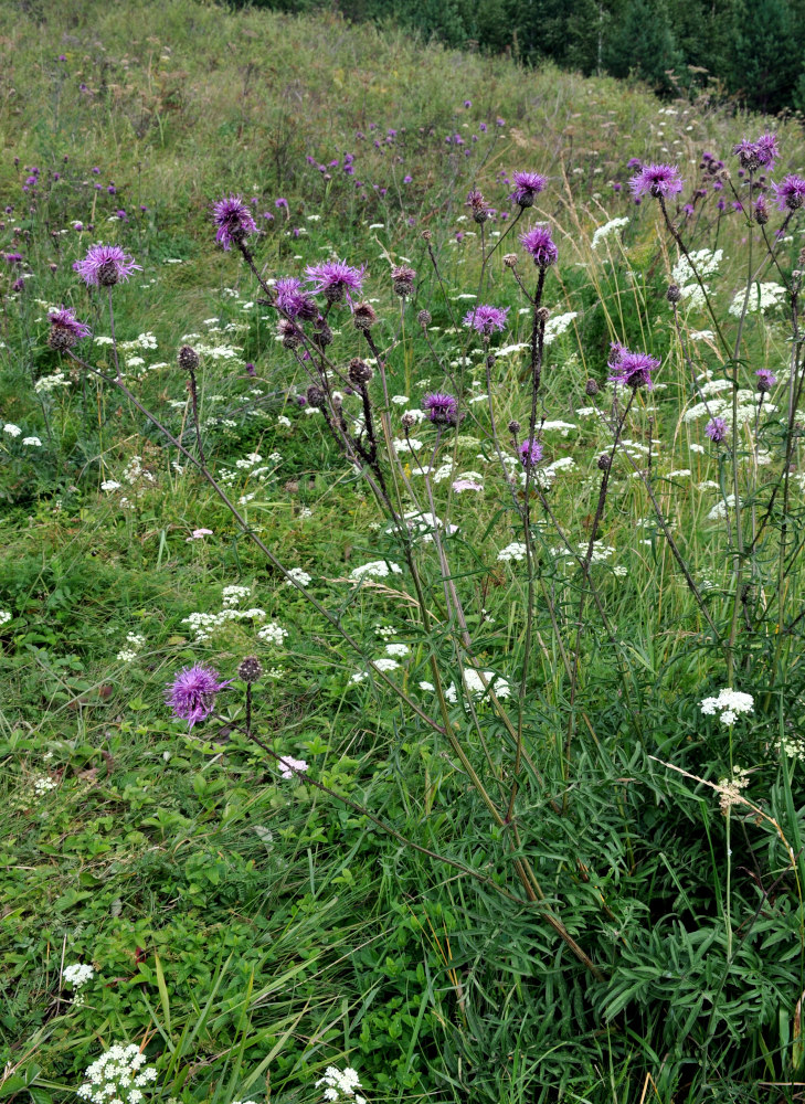 Изображение особи Centaurea scabiosa.