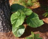 Paulownia tomentosa