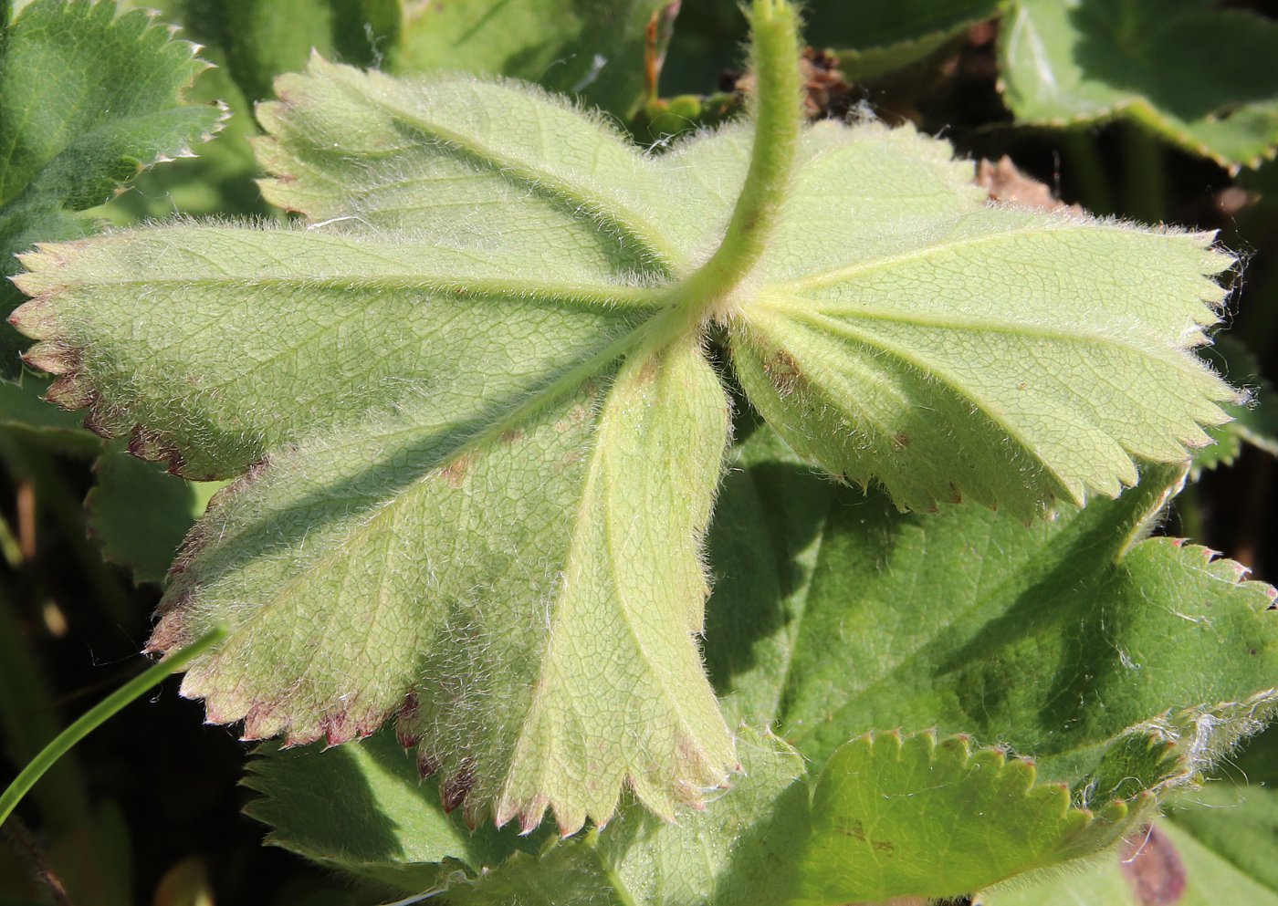 Изображение особи Alchemilla monticola.