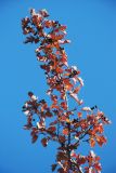 Crataegus pentagyna