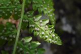 Woodsia caucasica. Часть вайи с сорусами. Республика Адыгея, Майкопский р-н, ок. 4 км к СЗ от станицы Даховская, ущелье руч. Большой Руфабго, на скальном обнажении. 11.08.2019.