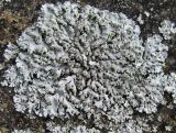 Physcia dubia