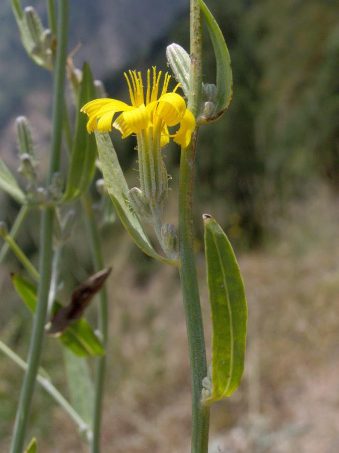 Image of Chondrilla aspera specimen.