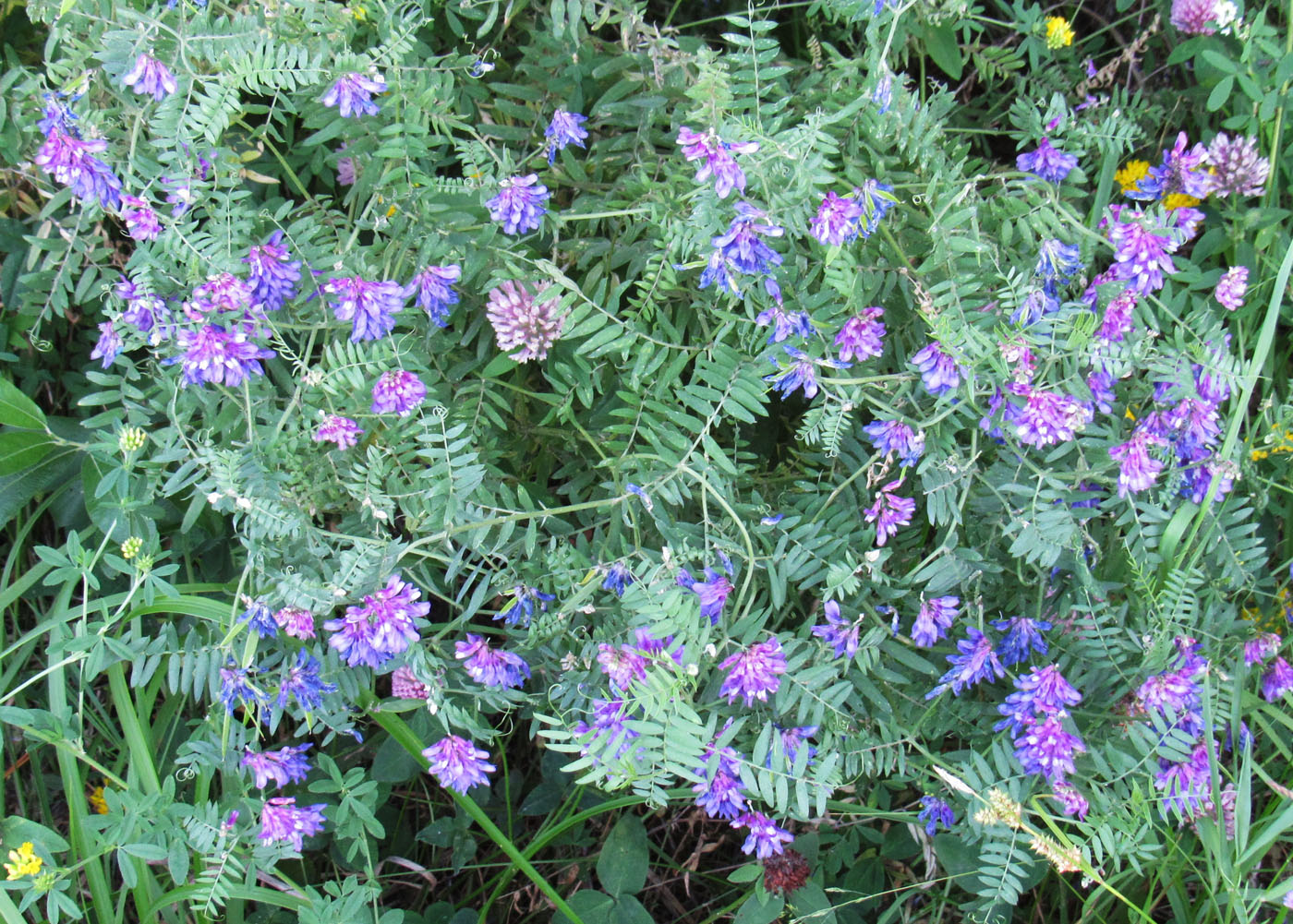 Изображение особи Vicia tenuifolia.