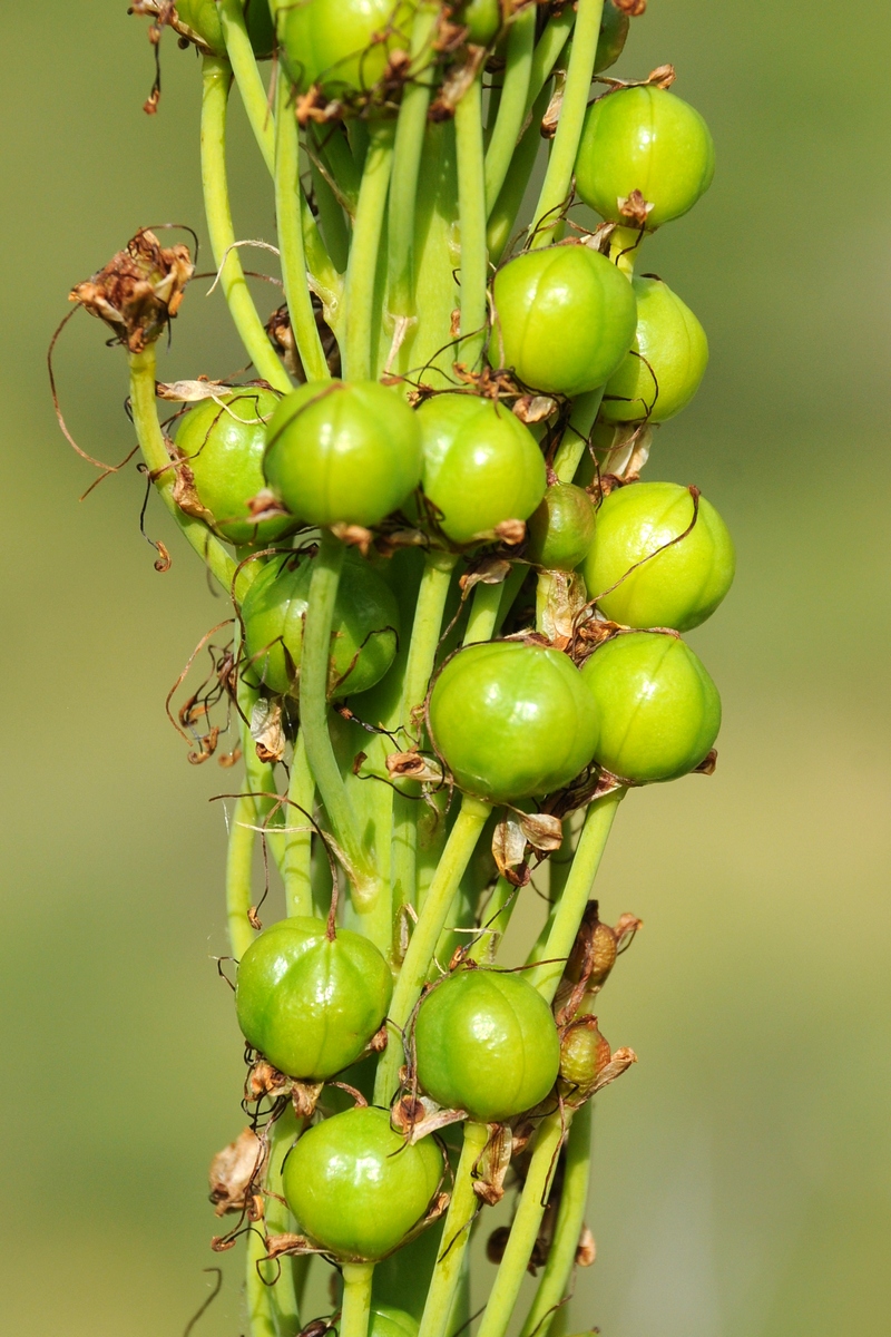 Изображение особи Eremurus fuscus.