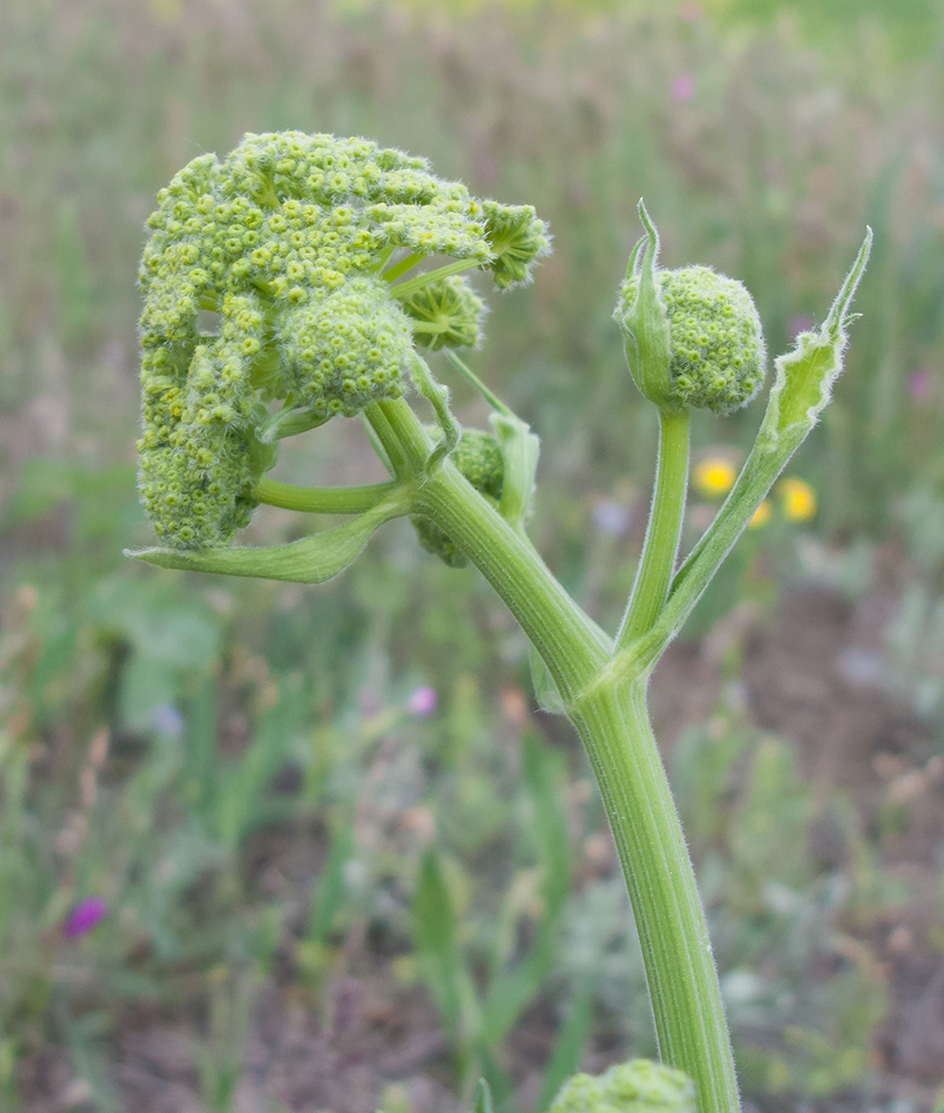 Изображение особи Pastinaca clausii.