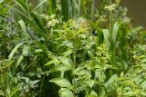 Lysimachia vulgaris