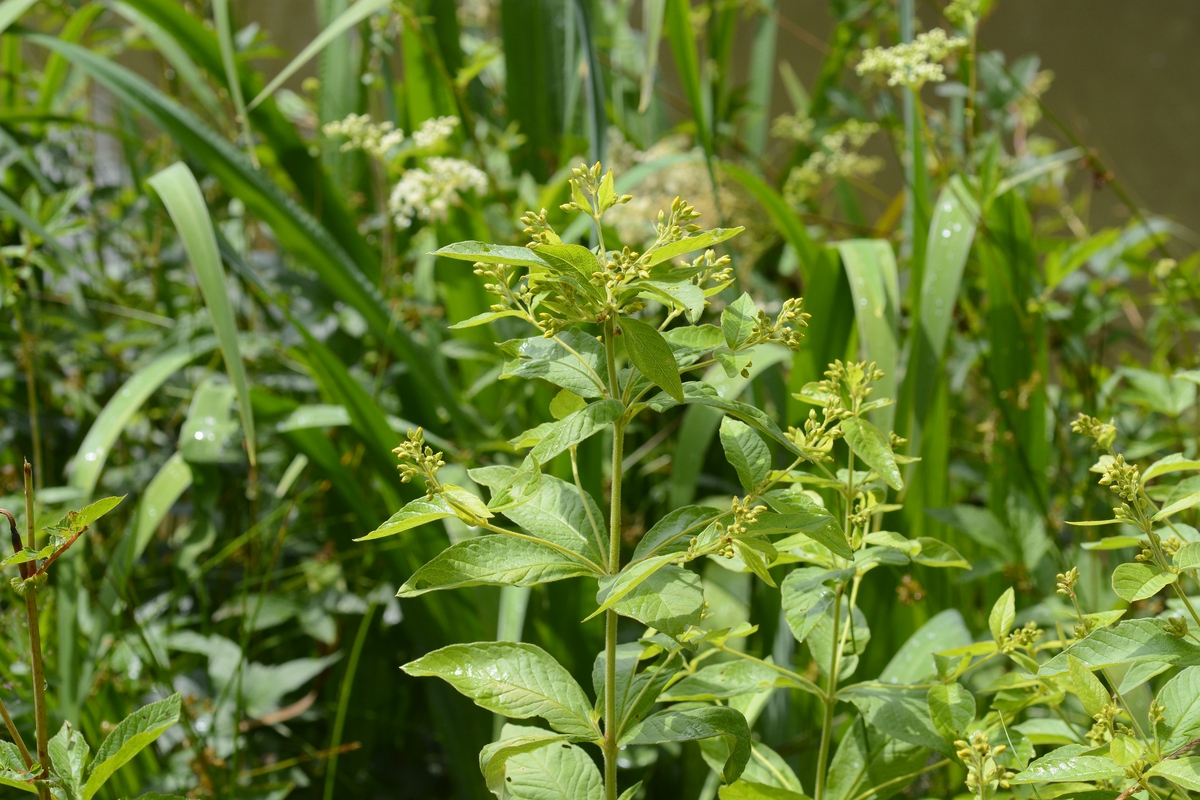 Image of Lysimachia vulgaris specimen.