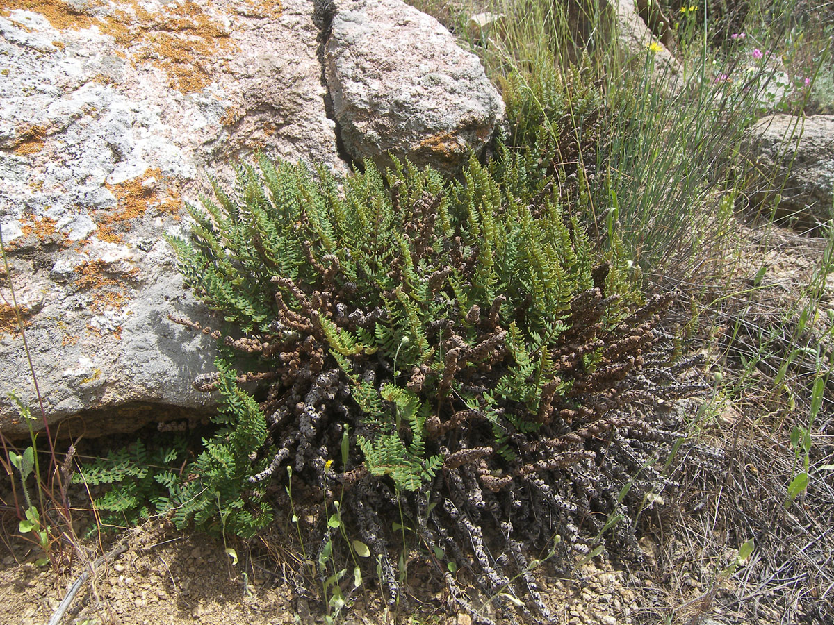 Image of Paragymnopteris marantae specimen.