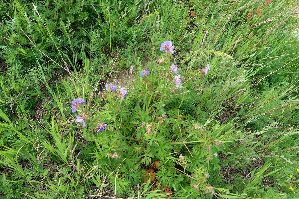 Изображение особи Geranium pratense.