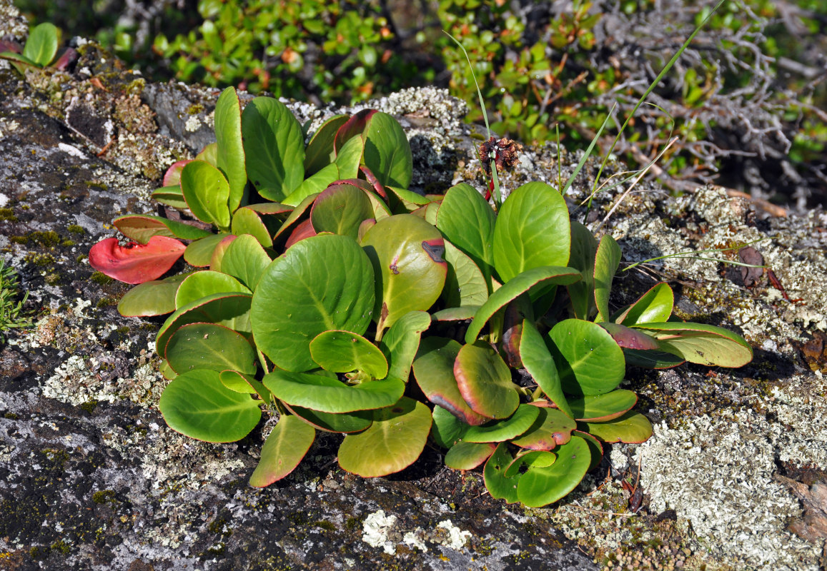 Image of Bergenia crassifolia specimen.