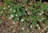 Stellaria dichotoma