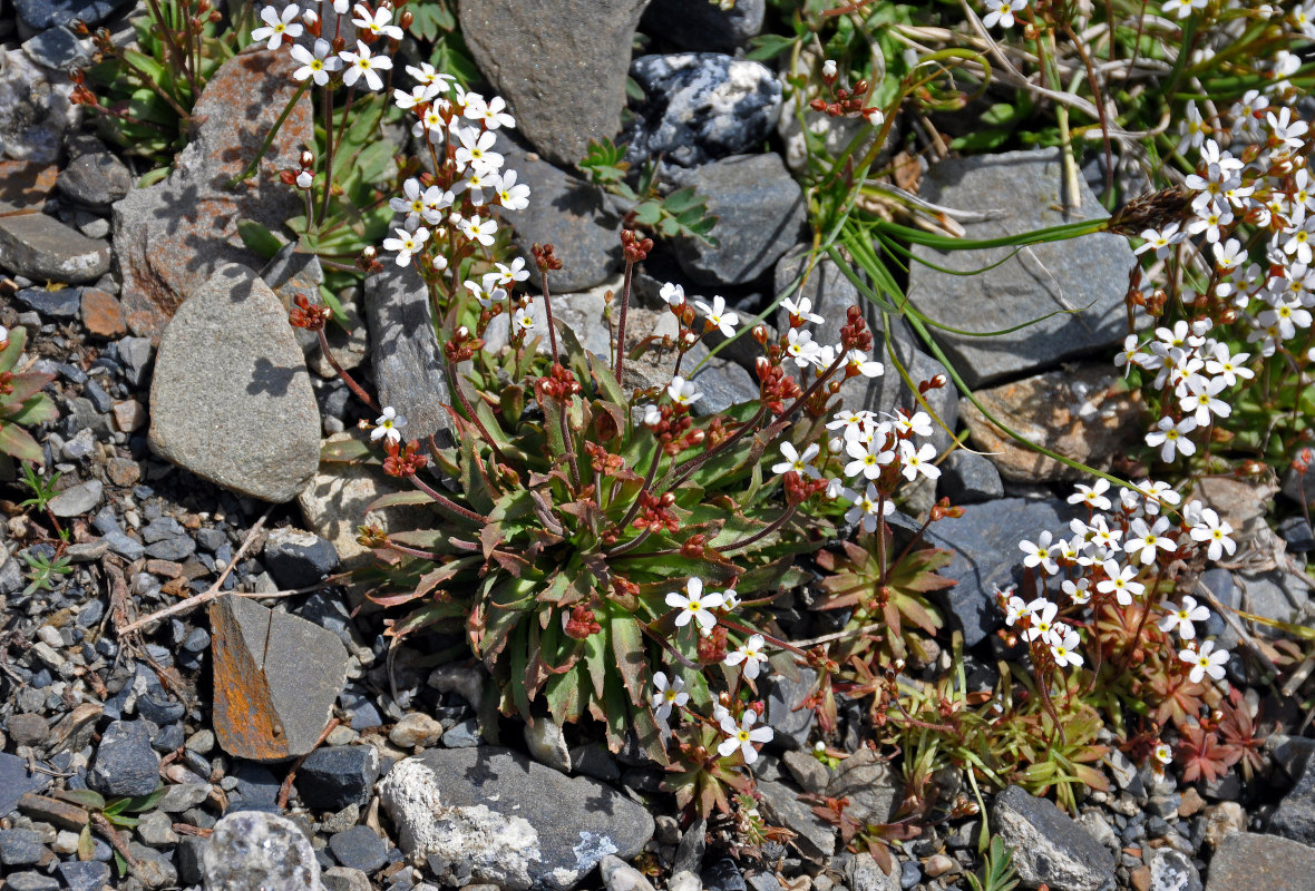 Image of Androsace lactiflora specimen.