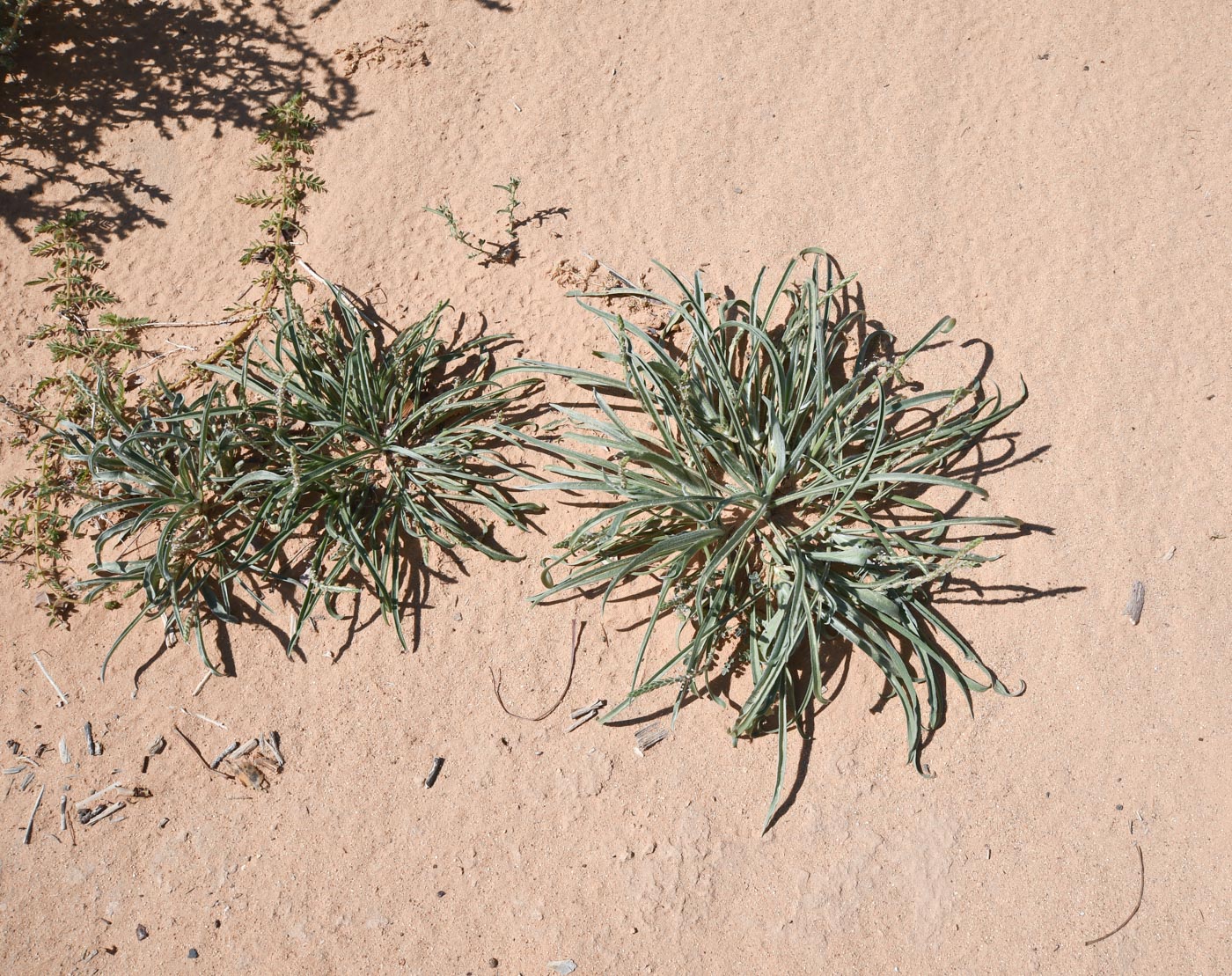 Image of Plantago cylindrica specimen.