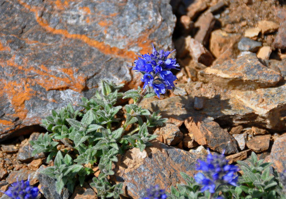 Image of Veronica macrostemon specimen.