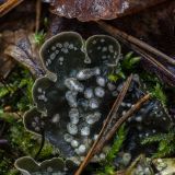 Peltigera didactyla