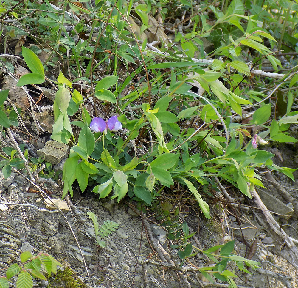 Image of Lathyrus laxiflorus specimen.