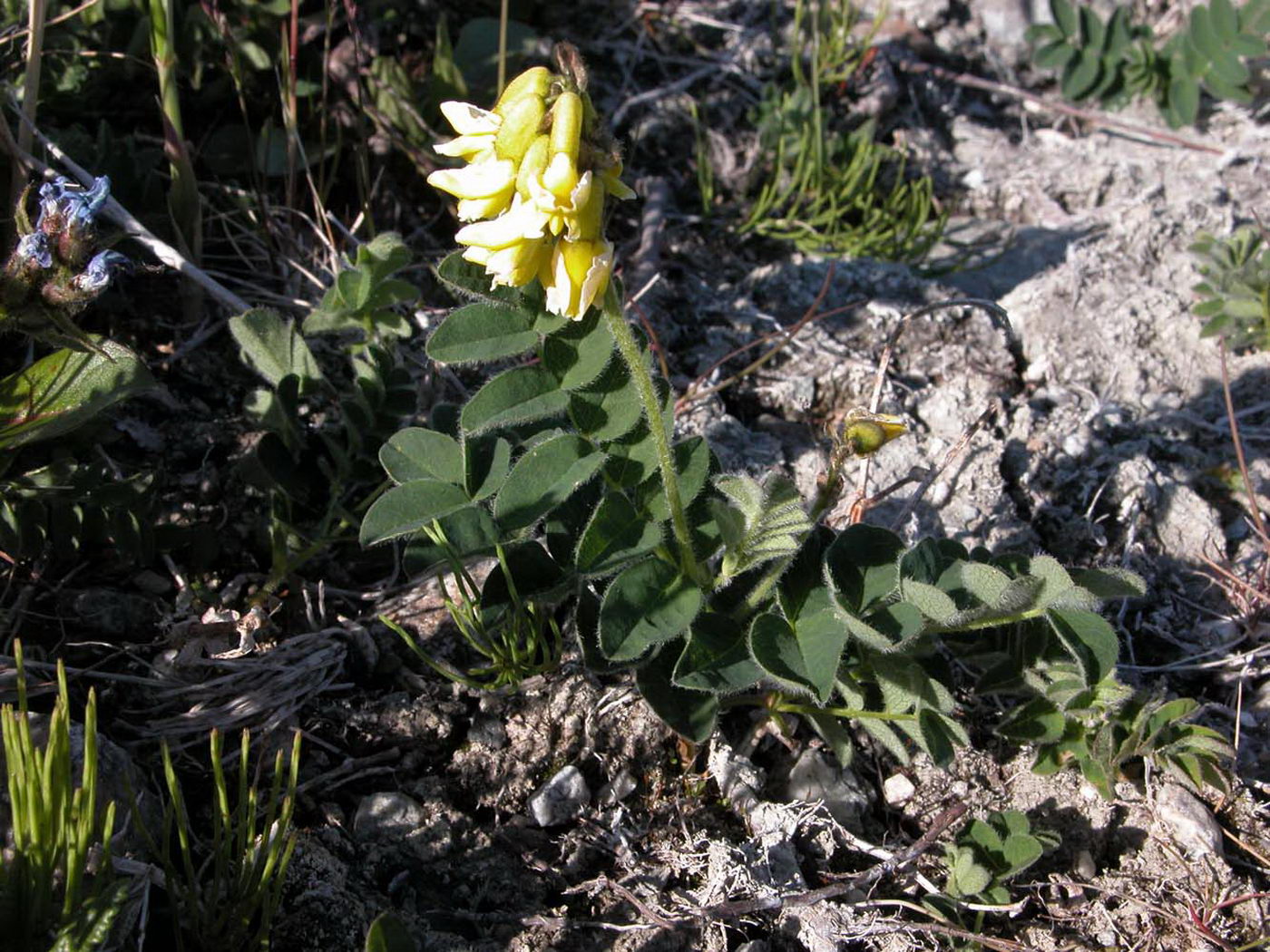 Изображение особи Astragalus umbellatus.