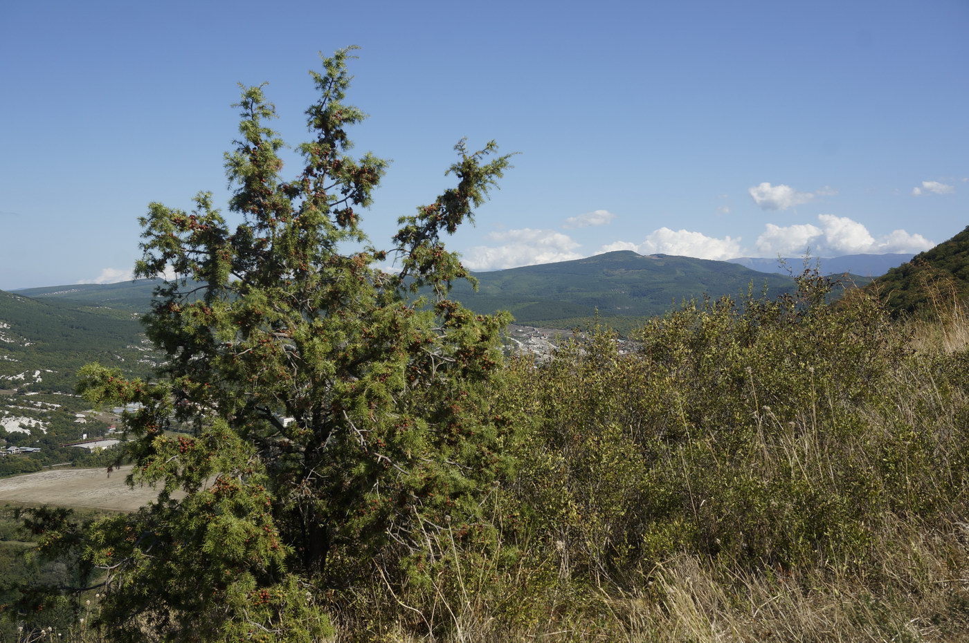 Изображение особи Juniperus deltoides.