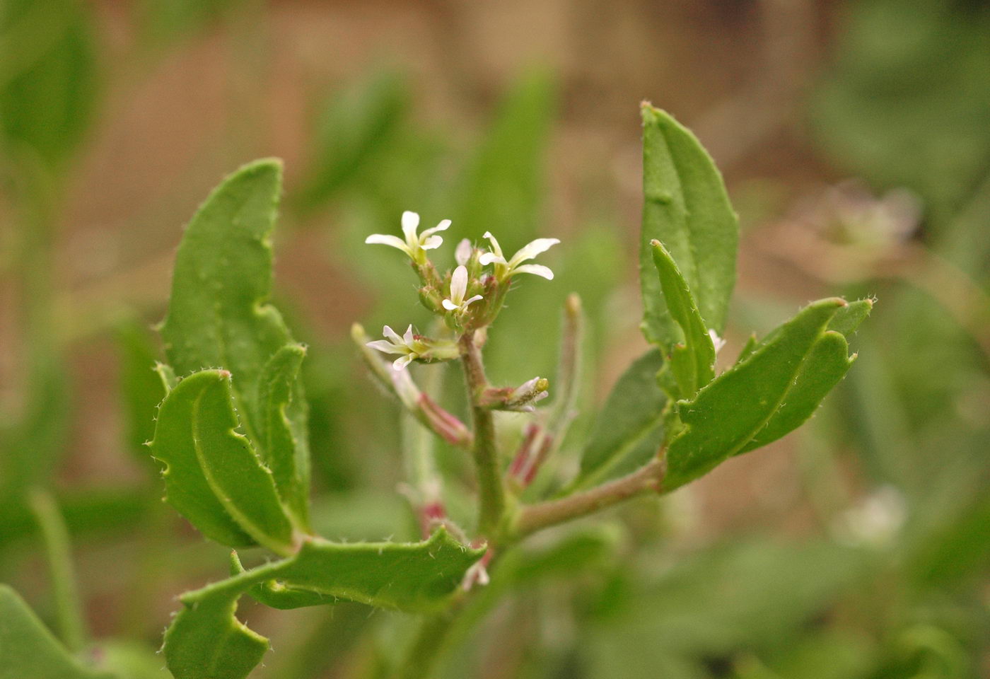 Image of genus Strigosella specimen.