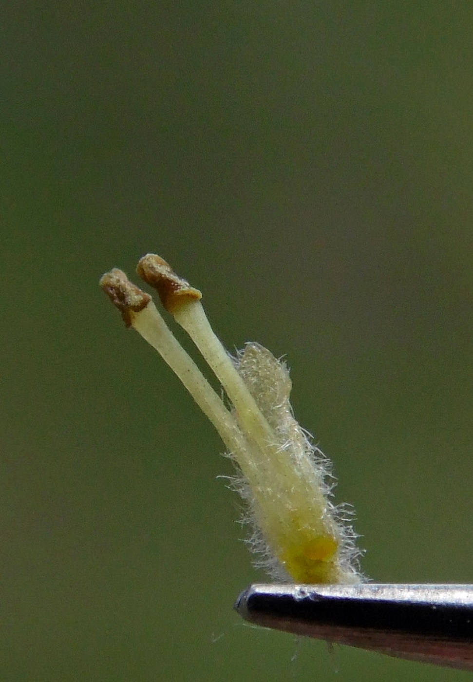 Image of Salix alba specimen.