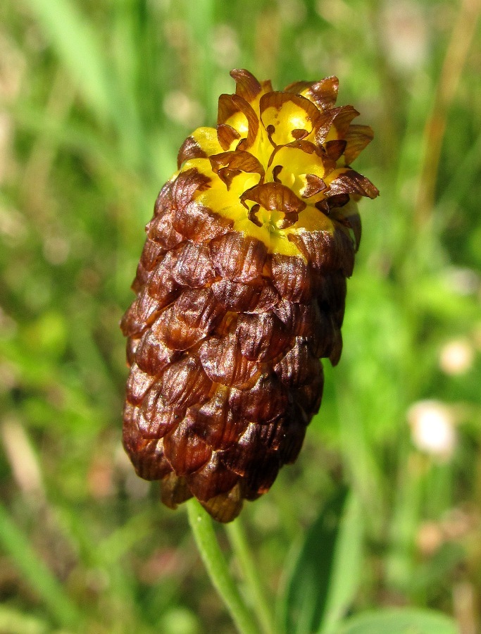 Image of Trifolium spadiceum specimen.