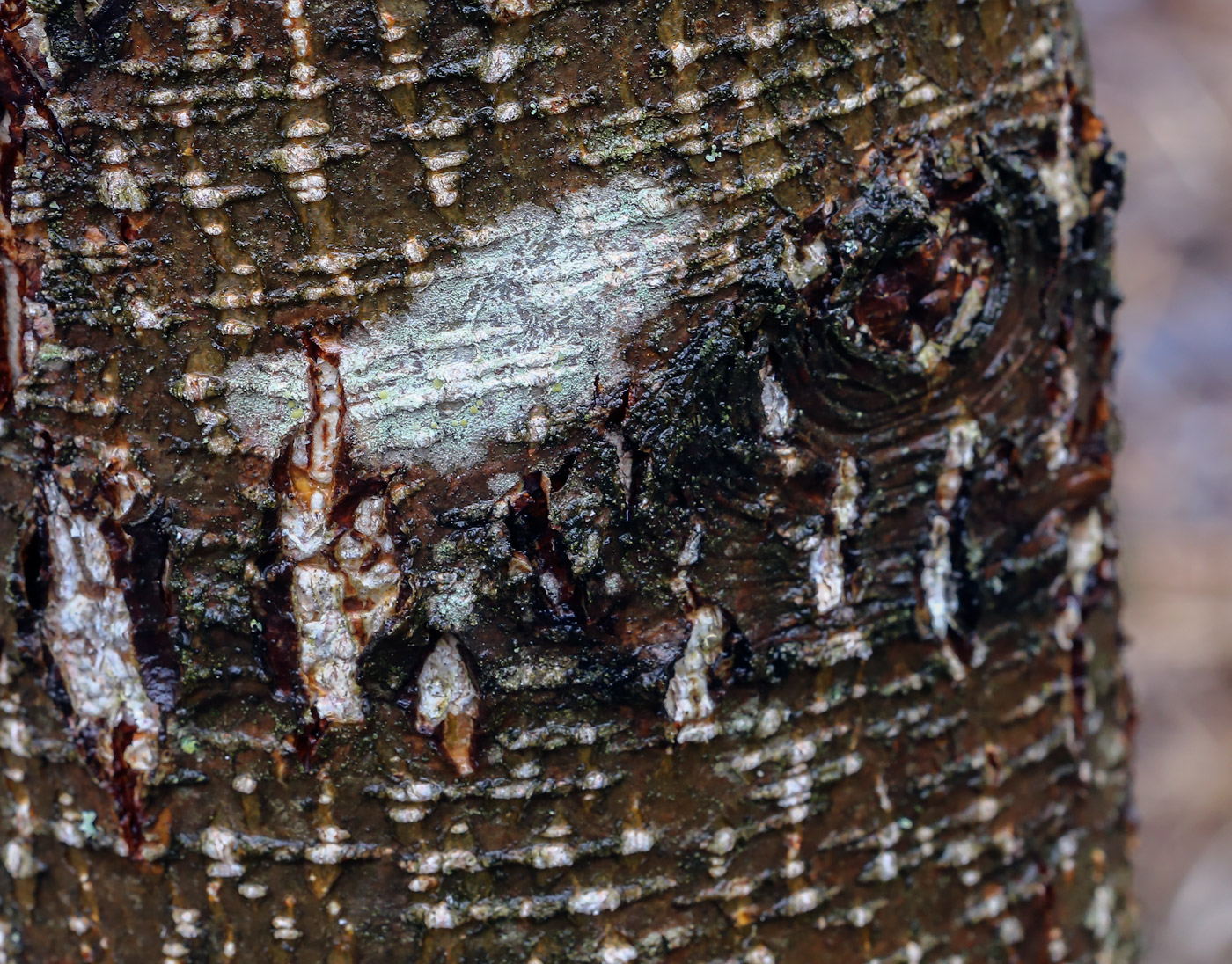 Image of Lecanora symmicta specimen.