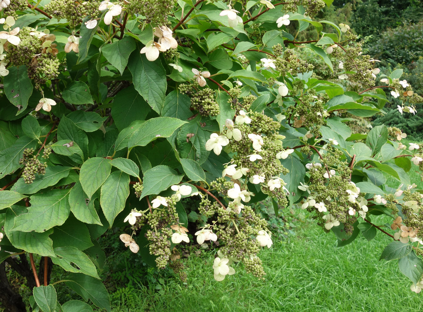 Изображение особи Hydrangea paniculata.