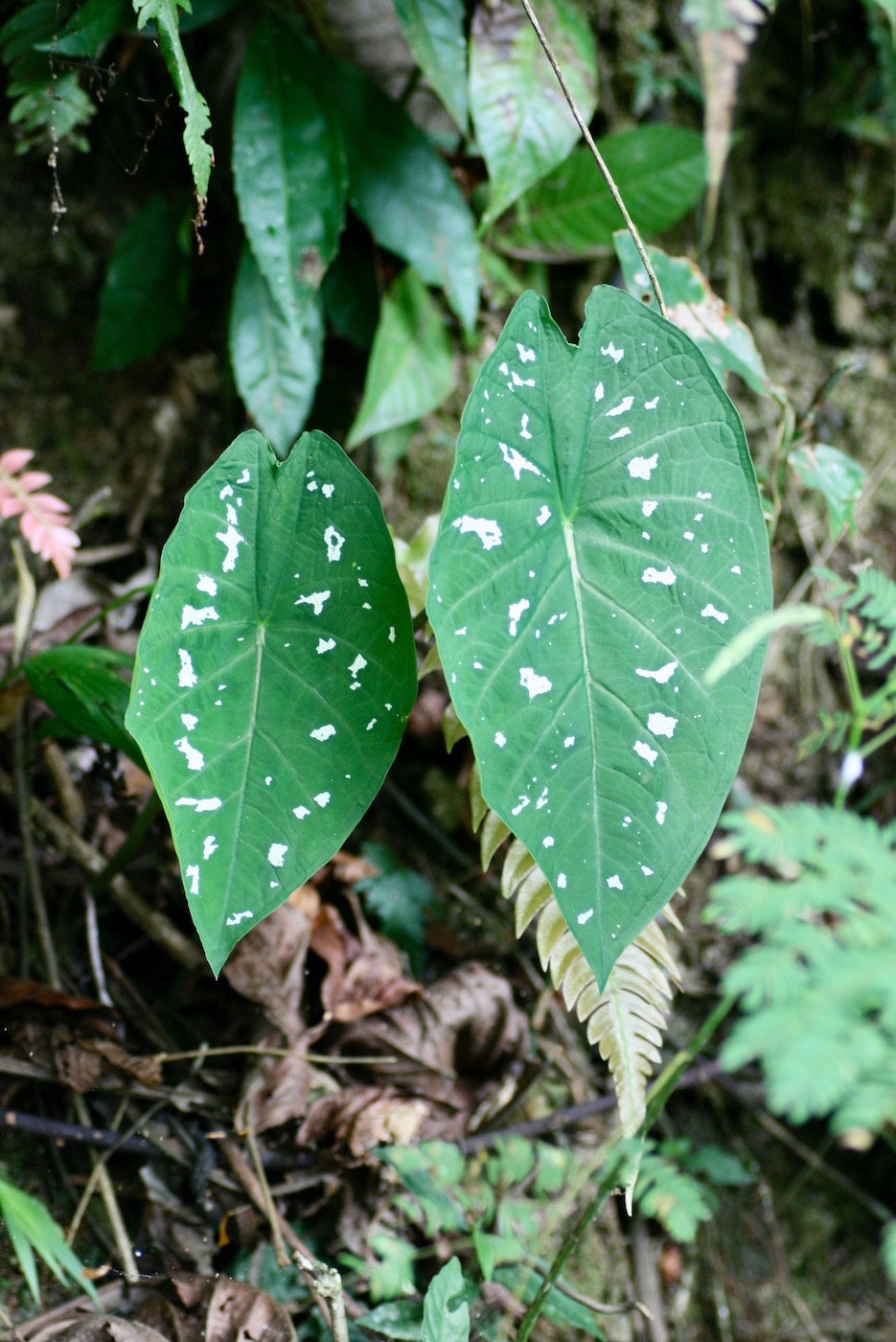 Изображение особи Caladium bicolor.