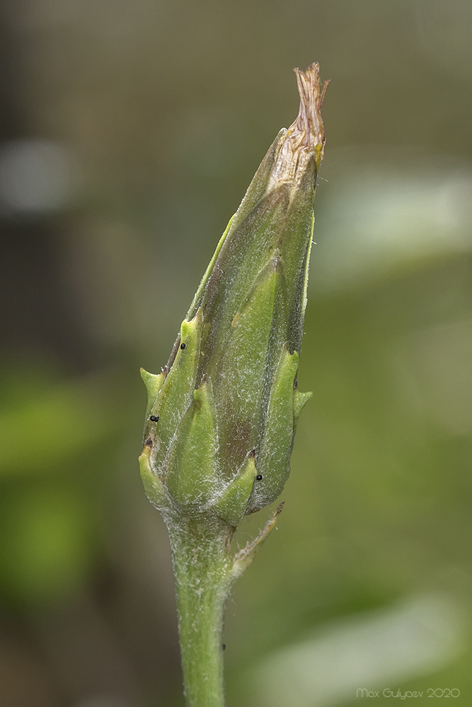 Image of Scorzonera laciniata specimen.