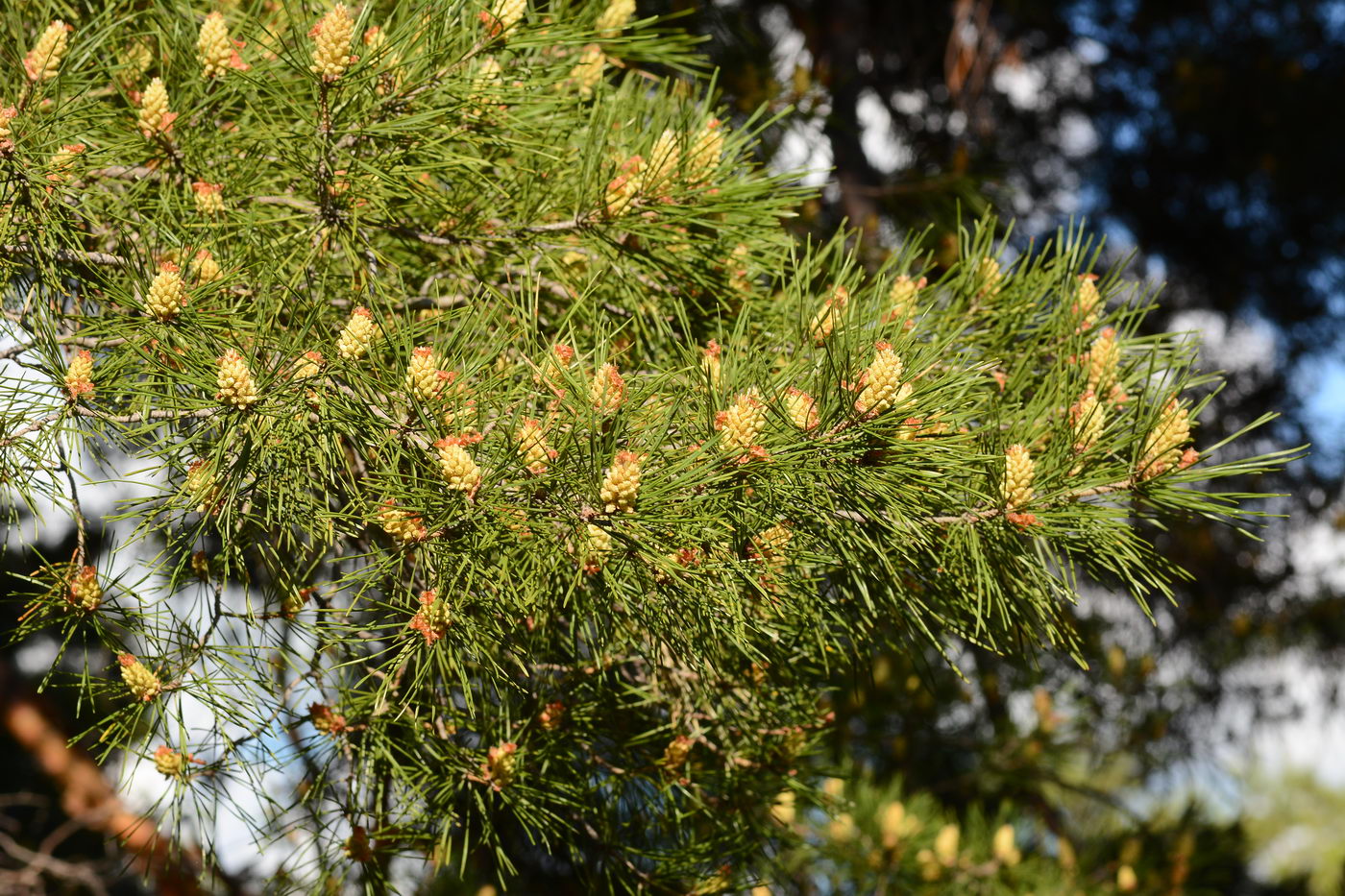 Изображение особи Pinus sylvestris.