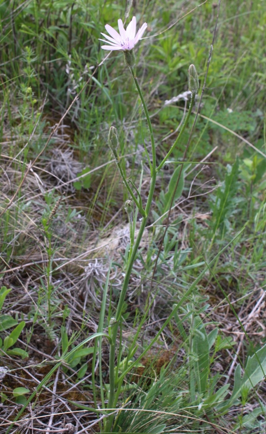Image of Scorzonera purpurea specimen.