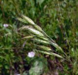 Bromus commutatus