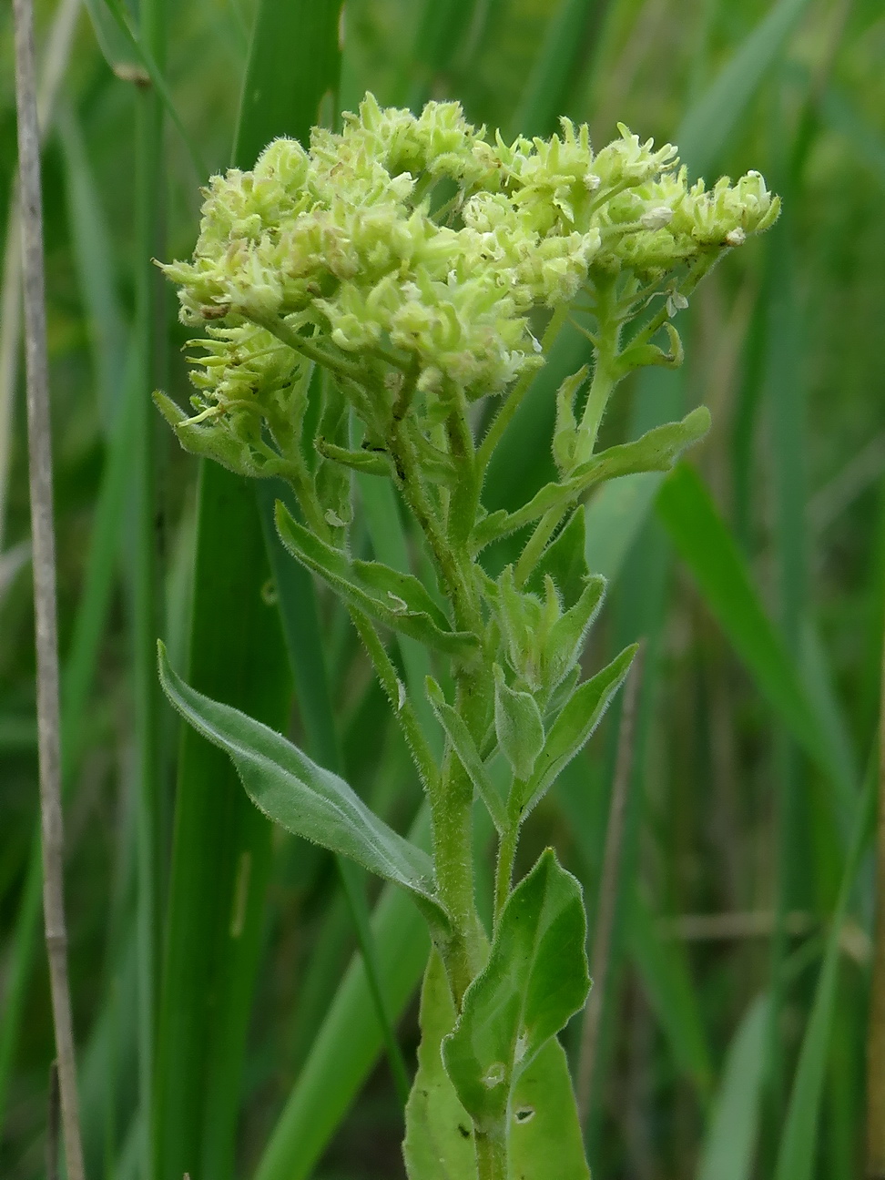 Image of Cardaria draba specimen.