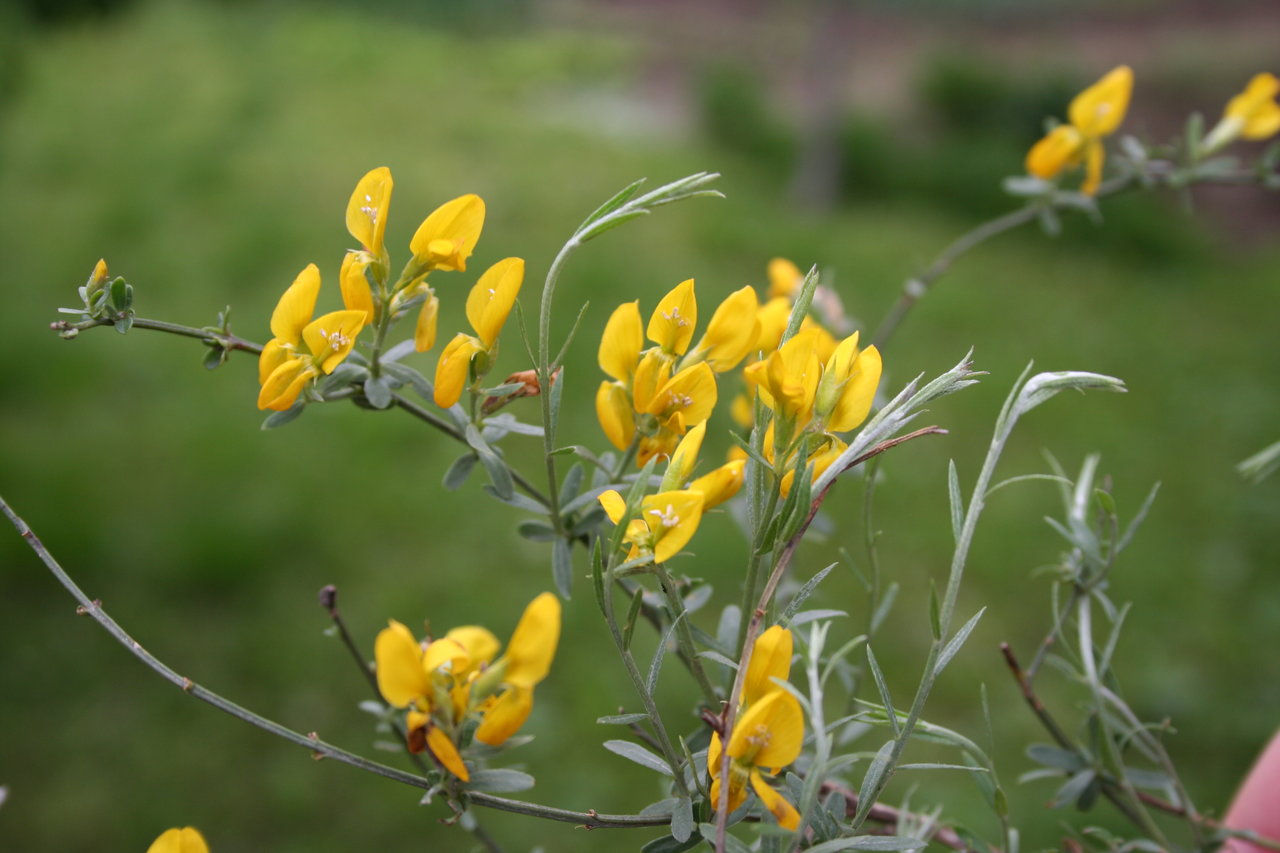 Изображение особи Genista tetragona.