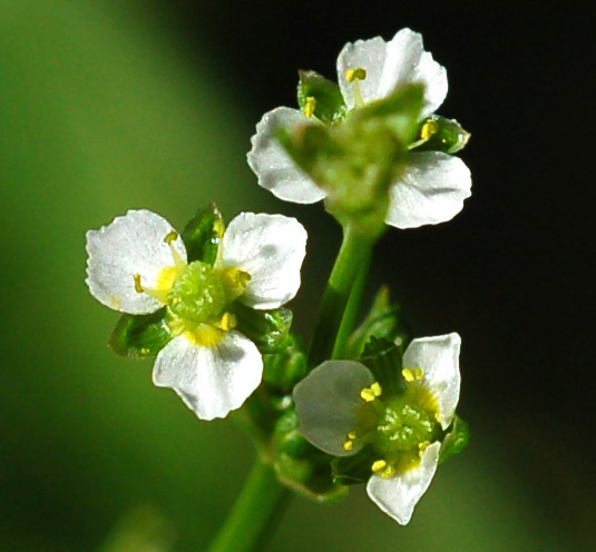 Изображение особи Alisma orientale.